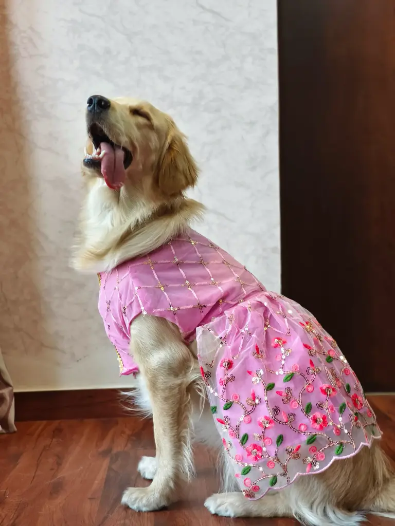 SS25 CHEEKu Pink Lehenga