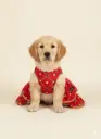 SS25 CHEEKu Red Wedding Dress