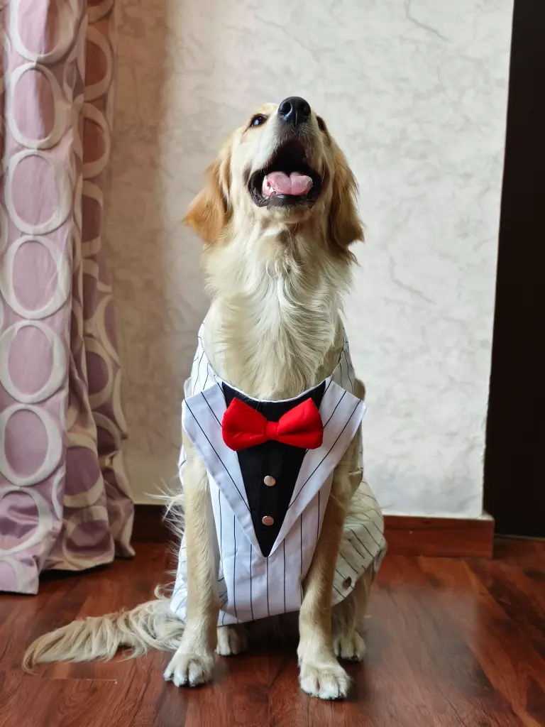 SS25 CHEEKu White Tuxedo