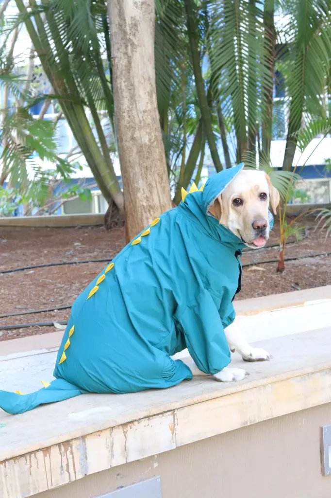 AW25 CHEEKu Dinosaur Green Raincoat