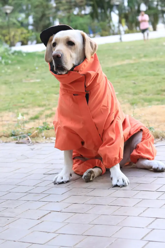 AW25 CHEEKu Dinasour Orange Raincoat