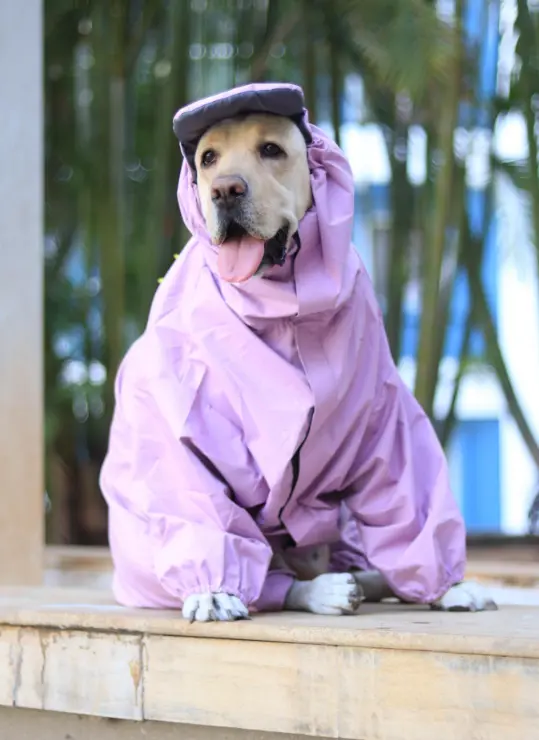 AW25 CHEEKu Dinasour Lavendar Raincoat